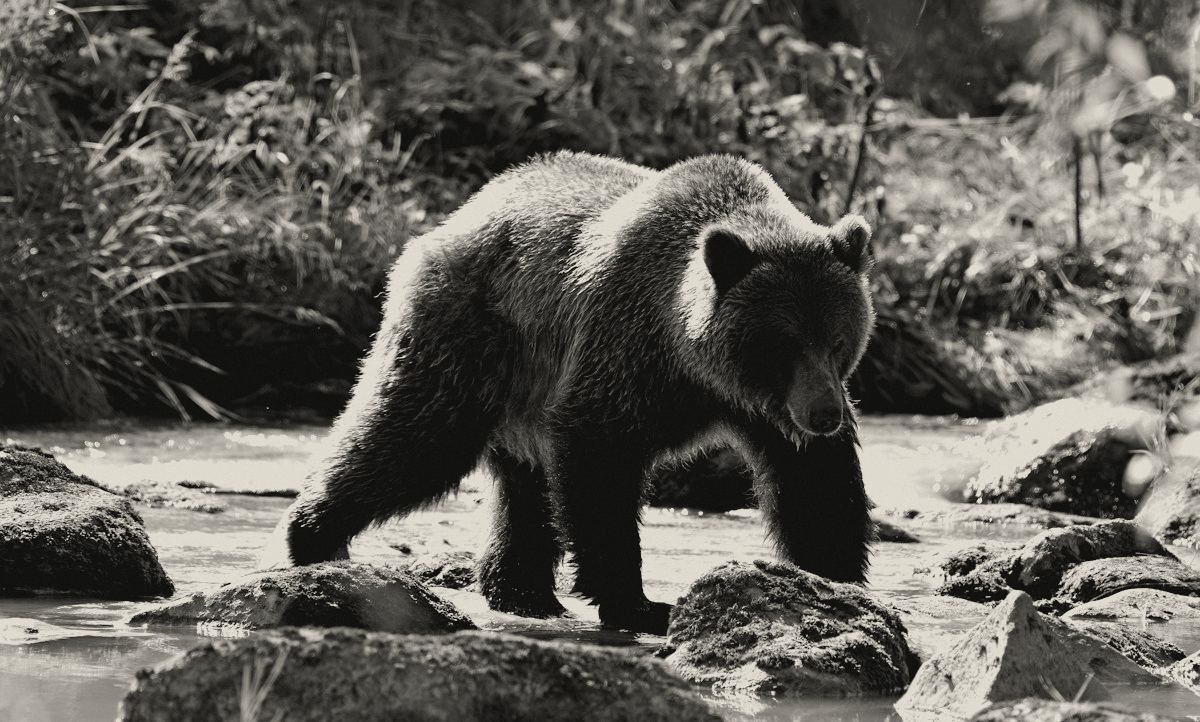 Brown bear walking across a river
