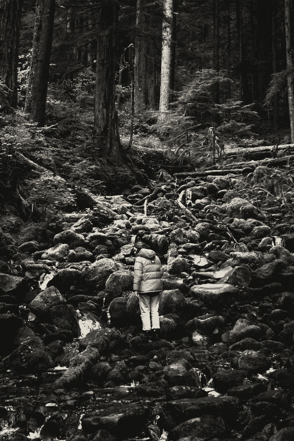 Dense jungle with one small figure in the distance